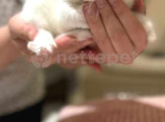 British shorthair beyaz 2 aylık erkek