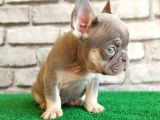 Eşsiz Güzellikte Fransız Bulldog Lilak Tan Erkek Yavrumuz