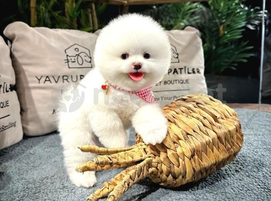 Kar Beyazı Garantili Pomeranian Boo 