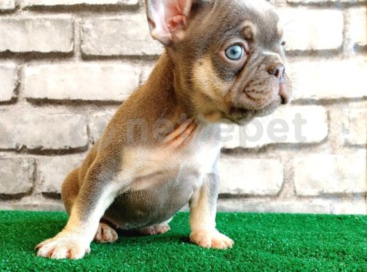 Eşsiz Güzellikte Fransız Bulldog Lilak Tan Dişi Yavrumuz