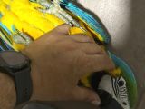Evcil macaw