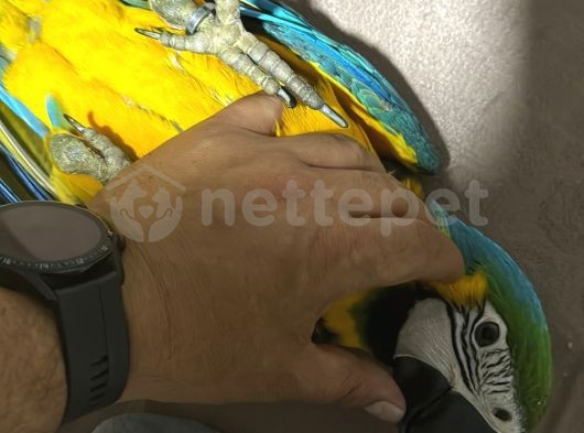 Evcil Macaw