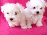 Korean maltese terrier yavrular mama ve malzeme paketi