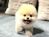 Gülen Yüzlü Pomeranian Boo Yavrumuz Leo