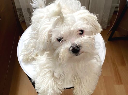 Ev Doğumlu Prenses Maltese Terrier