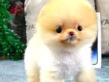 Yavru Patiler Farkı İle Türkiye De Efsane Olacak Pomeranian Bebekler