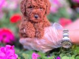 TOY POODLE PUPPY