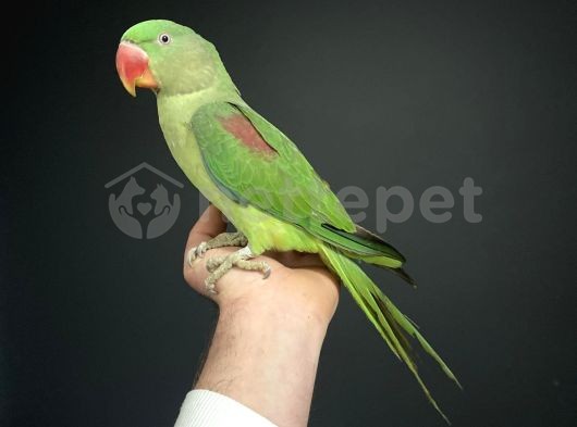 classified-image