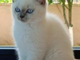 3 Aylık Yavru British Shorthair Kedi