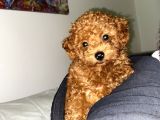Mini toy poodle