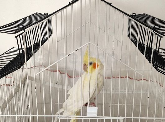 Acil 6 Aylık Erkek Kırmızı Göz Lutino Sultan Papağanı 