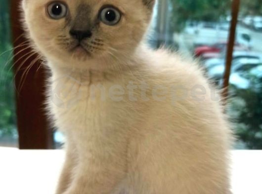 !Acil Satılık! British Shorthair Erkek Kedi