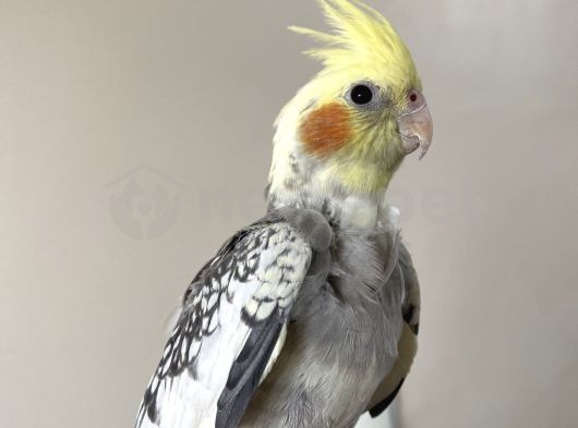 Pied Cinsi Sultan Papağanı 11 Aylık Yavru