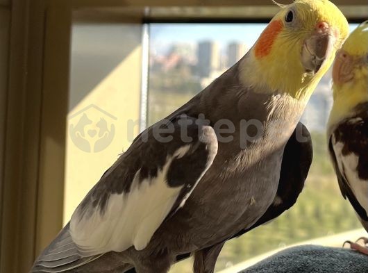 Erkek Konuşan Sultan Papağanı