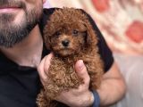Orijinal Red Brown toy poodle 