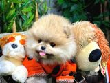 Safkan Pomeranian Yavruları: Kalite ve Sevimlilik Bir Arada