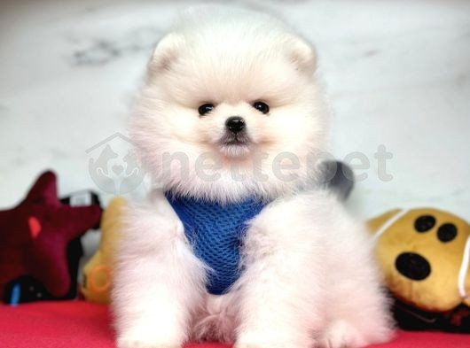 Kar Beyaz Mini Boy Pomeranian Boo Yavrularımız
