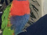5 yaşında geveze Lori papağanı 