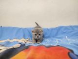 2 Aylk British Shorthair scotish shorthair yavrular