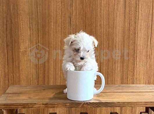 Teacup Maltese Terrier Bebekler