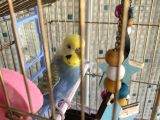 Sarı mavi muhabbet kuşu satılık