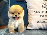 Yavru Pomeranian Boo