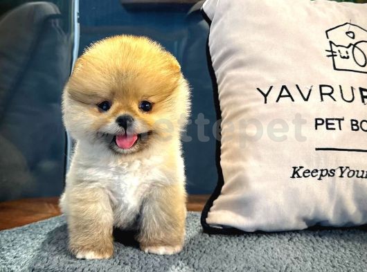 Yavru Pomeranian Boo