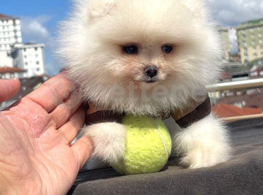 Pomeranian Boo Yavrularımız Evinizin Neşesi Olacaktır 