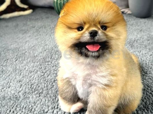 Sevimli Oyun Delisi Pomeranian Yavruları