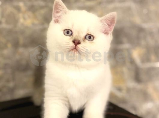 British Shorthair Yavrularımız Teslime Hazır 