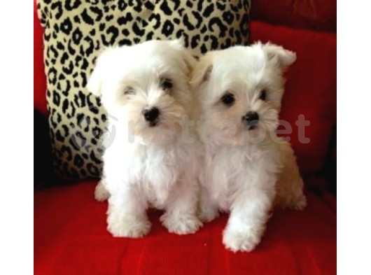 Kar Beyaz  Evcilbebekler Ev Üretimi Maltesse Terrier  