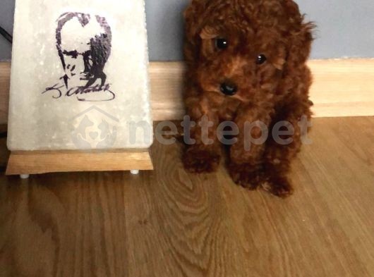 Toy Poodle Red A Kalite Yavrular