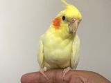 Sultan papağan