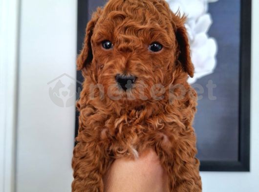 Birbirinden Güzel Toy Poodle Bebekler