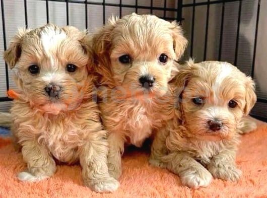 Mini Puppy Boy Kahve Tonlu Kıvırcık Tüylü Maltipo Yavrular 