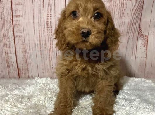 Mini Boy Puppy Kıpkırmızı Ev Üretimi Yavrularımız Tooy Poodle 