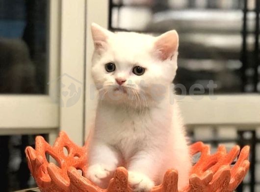 Kar Beyazı British Shorthair Yavrularımız 