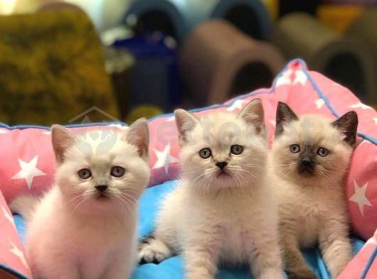 British Shorthair Yavrular Bursa İçi Adrese Teslim - Şehir Dışı Gönderim Var