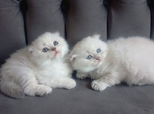 Scottish Fold Dişi & Erkek Yavrular 