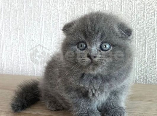 Irkının En İyisi Scottish Fold Dişi & Erkek Yavrularımız 