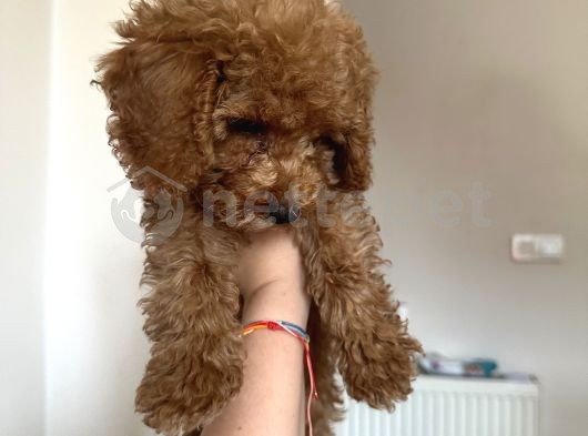 Erkek Toy Poodle Yavru 