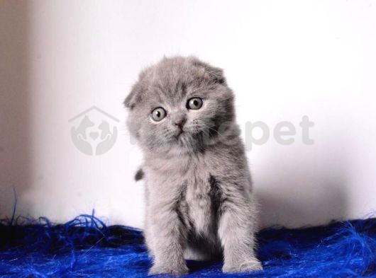 Eşsiz Kalitede Gri Scottish Fold