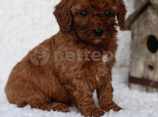 Mini Boy Puppy Kıpkırmızı Ev Üretimi Yavrularımız Tooy Poodle 