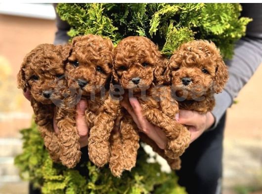 2 Kg Geçmeyen Toy Poodle Yavrularım 