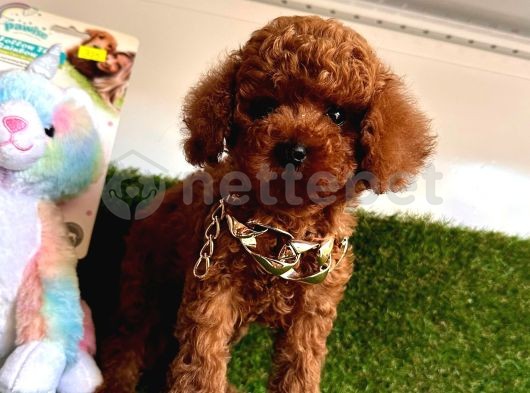 Toy Boy Poodle Bebeklerimiz 