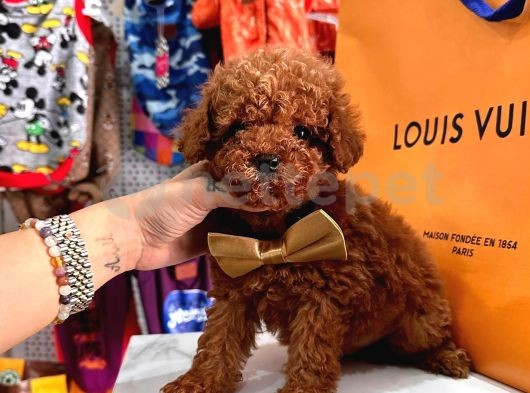 Red Brown Dişi Erkek Toy Poodle Yavrularımız 