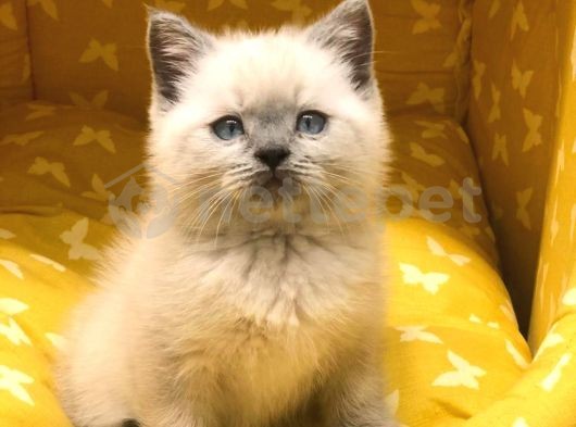 Dişi & Erkek British Shorthair Blue Point Yavrularım 