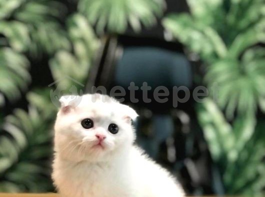 Dişi & Erkek Scottish Fold Beyaz Yavrularım 