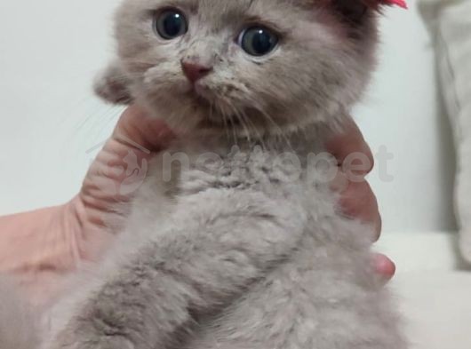 Uyguna Scottish Fold Dişi Ve Erkek Yavrularimiz