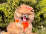 Orange Renk Orjinal Irk Boo Pomeranian Yavrular 